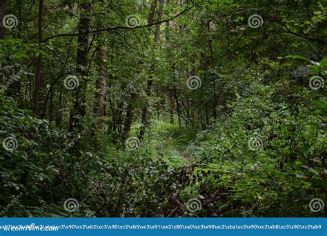 A Path In A Unique Forest Deciduous Birch Forest Trees And Shrubs