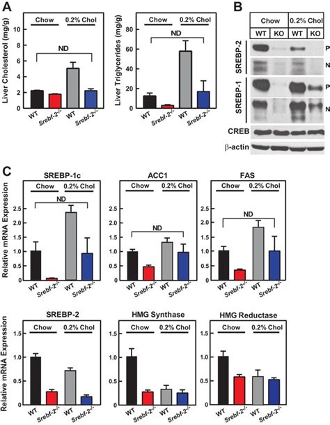 Expression Of SREBP 1c Requires SREBP 2 Mediated Generation Of A Sterol