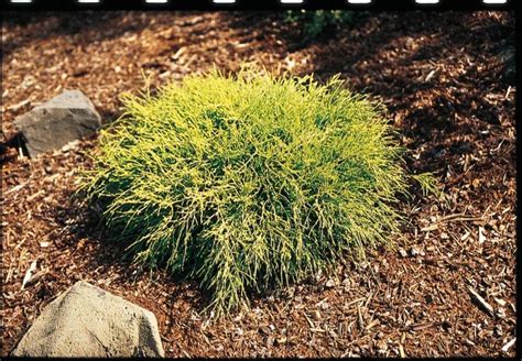 King S Gold Falsecypress Shrubs At Lowes