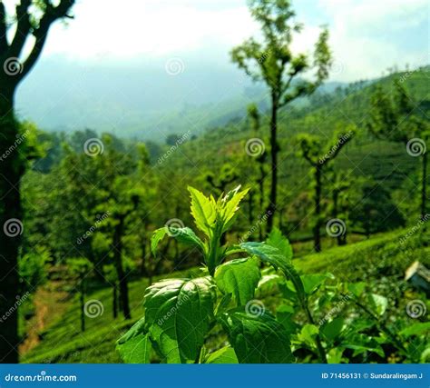 Tea estate stock image. Image of view, valparai, light - 71456131