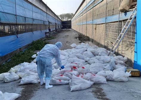 兩養殖場確診h5n2禽流感 撲殺逾3 8萬隻雞