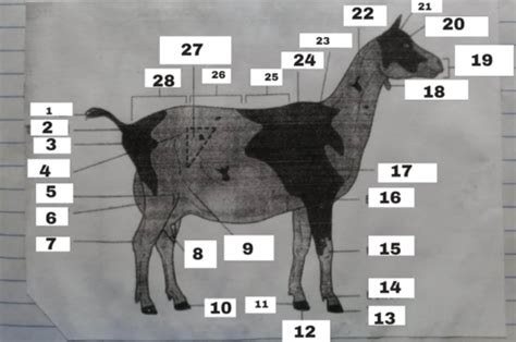 External Anatomy Of Goat Flashcards Quizlet