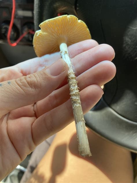 Common Gilled Mushrooms And Allies From Paluma Range National Park