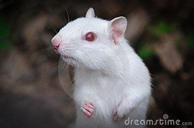 Albino Chipmunk | Albino animals, Albino, Chipmunks