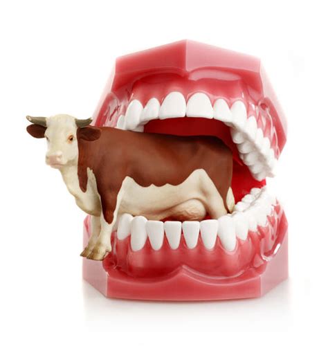 Royalty Free Cow Teeth Pictures, Images and Stock Photos - iStock