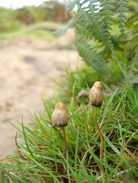 Shroomery - Psilocybe semilanceata