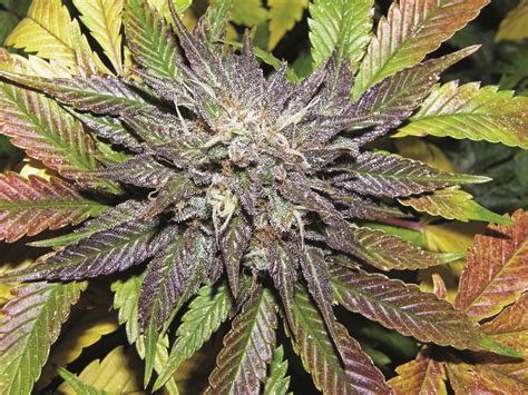 Bud Babe Blue Geez CNNBS Nl