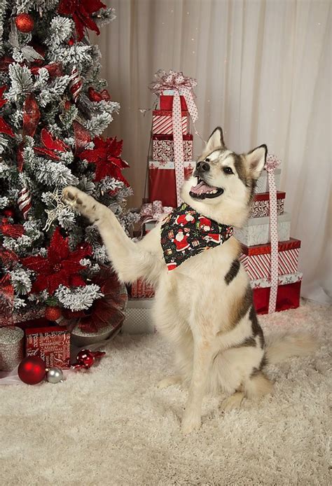 Christmas Huskies By Heart Spot In Braselton Ga Dog Christmas Photos