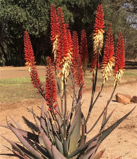 Aloe Caroline 5lt Cnd Nursery