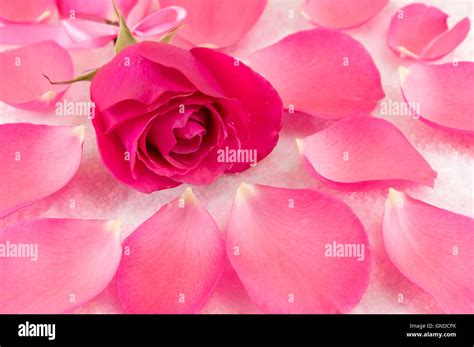 Petals Hi Res Stock Photography And Images Alamy