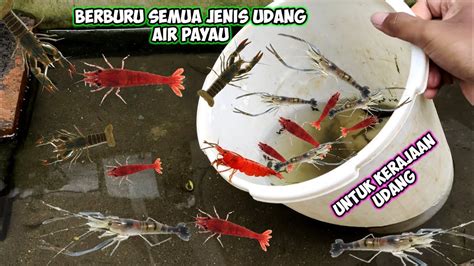 Berburu Berbagai Jenis Udang Air Payau Untuk Kerajaan Udang Youtube