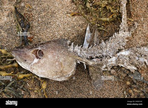 fish skeleton, fish skeletons Stock Photo - Alamy