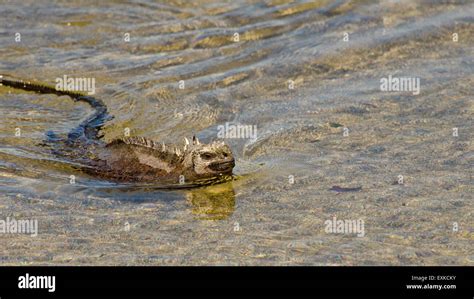 Marine Iguana Amblyrhynchus Cristatus Swimming In The Galapagos