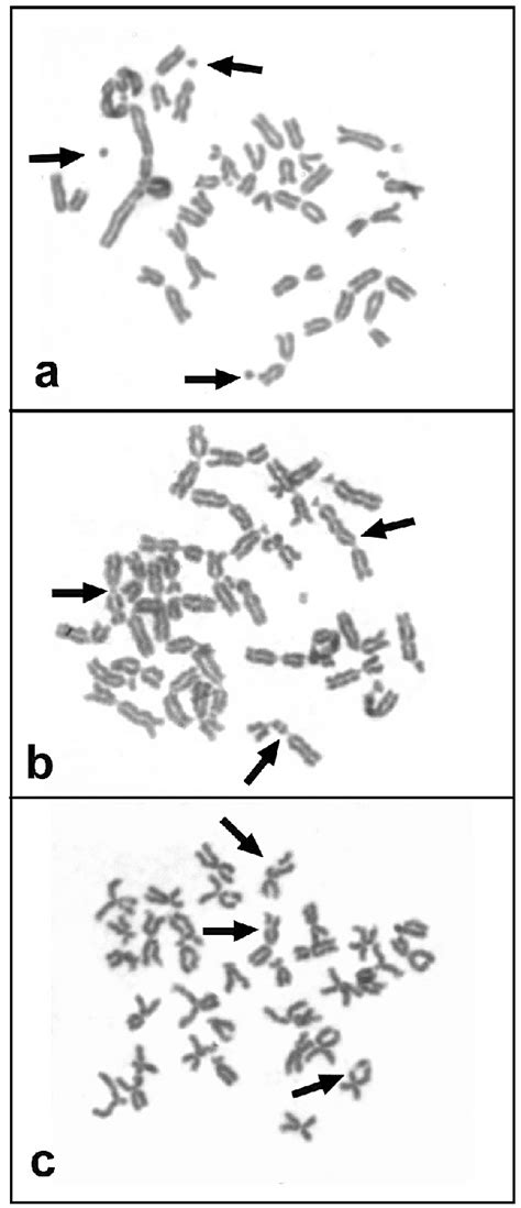 Figure 1 From Chromosome Aberrations Induction In Freshwater Mussel