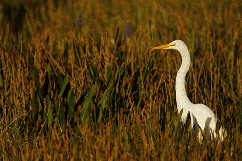 Great Egret Florida Everglades Digital Art By Michael Wolf Pixels