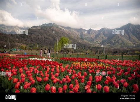 Srinagar India Th Mar Tourists Walk Past The Blooming Tulips