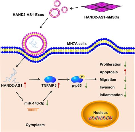 Schematic Diagram Of How Hmsc Originated Exosomal Hand2 As1 Suppresses