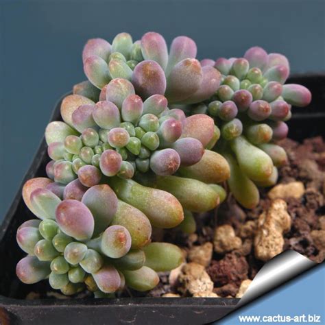 Sedum Pachyphyllum Forma Cristata Sedum Growing Succulents Planting