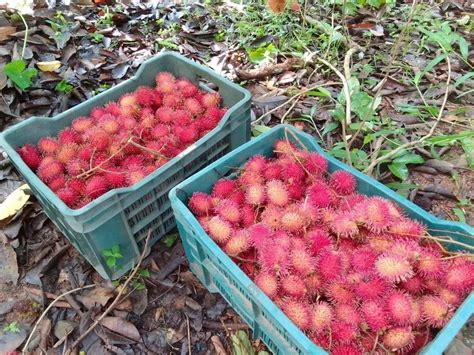 Malaysian Rambutan Packaging Type Carton At Rs 210kg In Kottayam