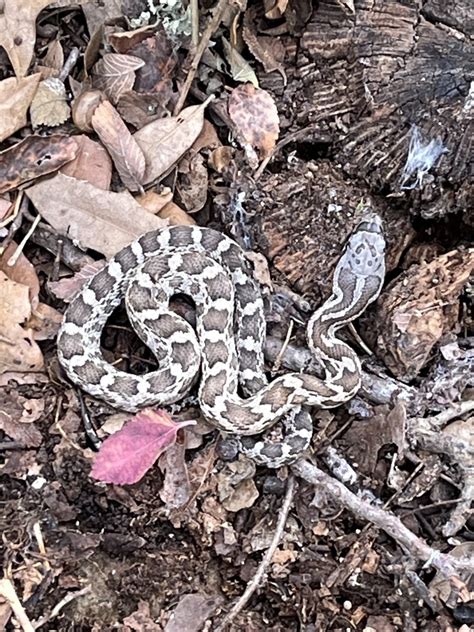 Western Ratsnake From Westhill Dr Austin Tx Us On January