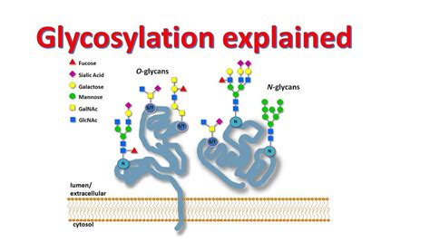 Glycobiology Glycosylation Of Proteins Factors Affecting Glycosylation Youtube