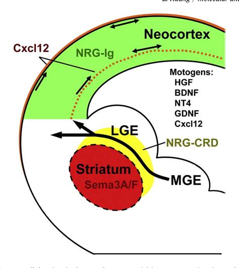 Figure From Molecular Regulation Of Neuronal Migration During