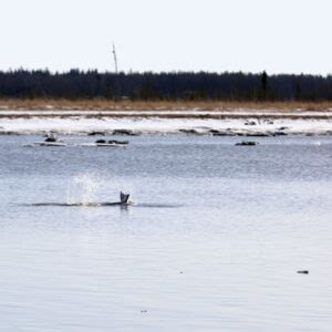 Cook Inlet Beluga Whale: A Promising Discovery - Alaska Wildlife ...