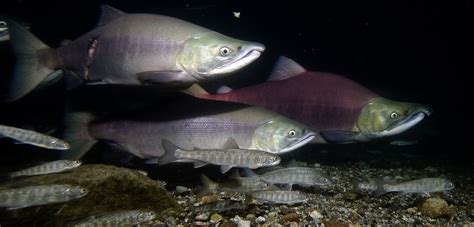 Pacific Salmon Wild Salmon Center