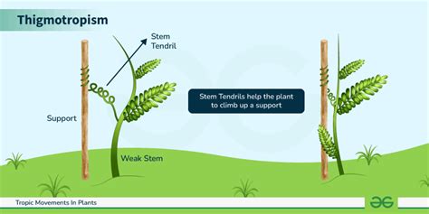 An Overview of Tropic movements in Plants (Tropism) - GeeksforGeeks