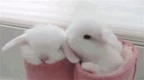 Floof Bunny GIF - Floof Bunny Rabbit - Discover & Share GIFs