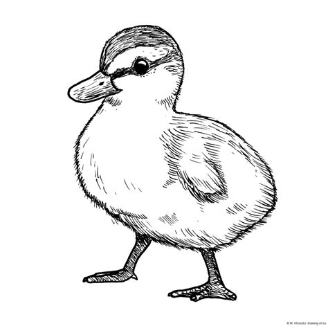 Drawing of duckling – Line art illustrations