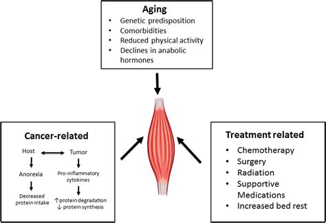 Sarcopenia Aging In Cancer Journal Of Geriatric Oncology