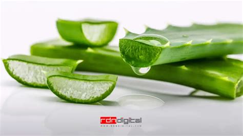 Descubre Los Secretos Del Aloe Vera Y Sus Increíbles Beneficios Rdn Digital