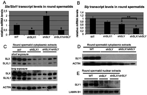 The Combination Of Shslx And Shsly Transgenes Produces An Efficient