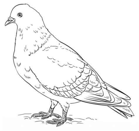 +3 Pigeon Coloring Pages Terbaru Tahun Ini