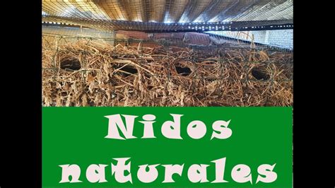 Nidos naturales para la cría de aves en voladera YouTube