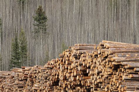 Strathnaver Lumber Yard Canada