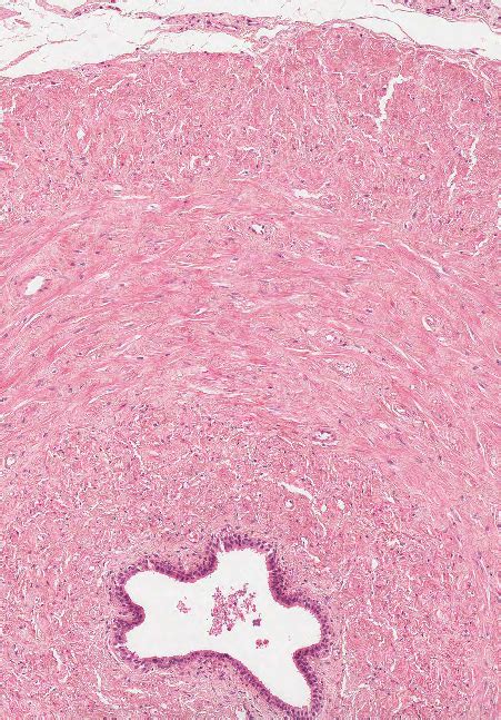 Lab 10 Ductus Deferens Diagram Quizlet