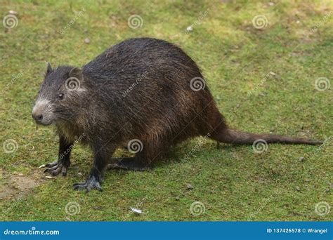 Desmarest`s Hutia Capromys Pilorides Stock Photo - Image of hutia ...