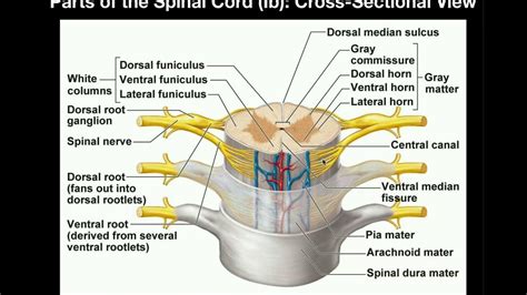 Structure Of Spinal Cord Pt 2 Diagram Quizlet