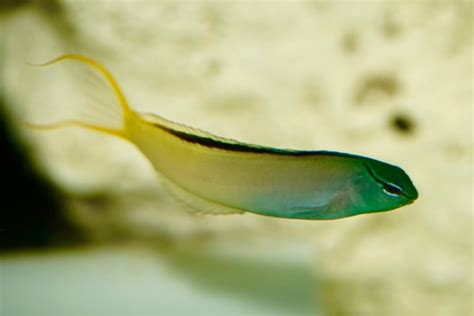 A Look at the Forktail Blenny | Captive Bred Fish | AlgaeBarn.com