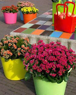 Kalanchoe Doet Het Ook Goed Op Balkon En Terras Terrasplant Kuipplanten