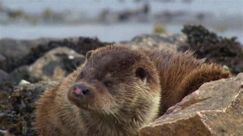 Spotting Wild Otters in the Shetland Islands | Britannica