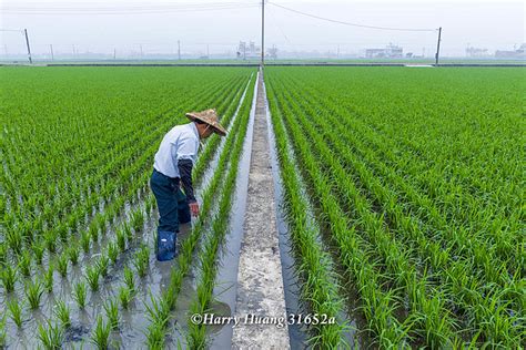 Harry 31652a 農夫 農人 稻田 水稻 稻米 稻子 農田 水田 農業 農作物 農村 綠色 嘉義縣 大林鎮 Flickr