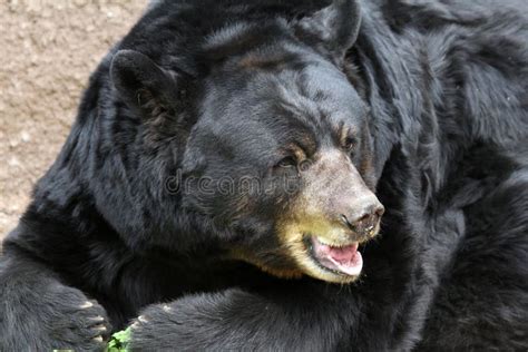 Bear Tongue stock photo. Image of mountains, licking, resting - 9632844