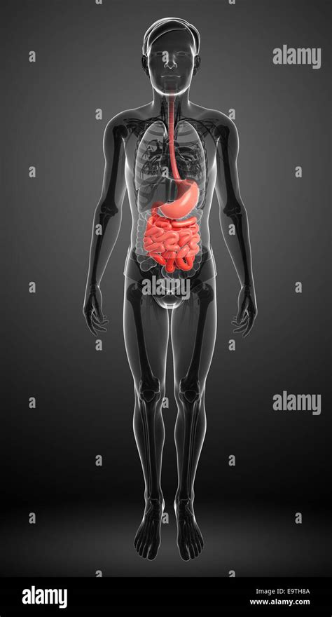 Illustration Of Male Small Intestine Anatomy Stock Photo Alamy