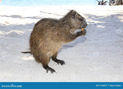 Desmarest`s Hutia Capromys Pilorides, Also Known As The Cuban Hutia On ...