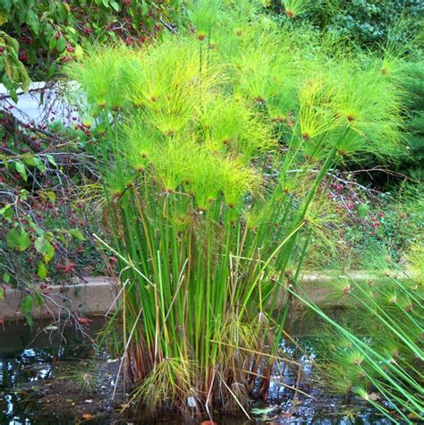 Saiba como cuidar do Papiro (Cyperus papyrus) - PlantaSonya - O seu ...