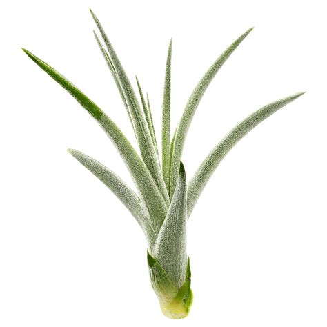 Tillandsia Pohliana Einzelpflanze Mini Aquasabi Aquaristik Shop