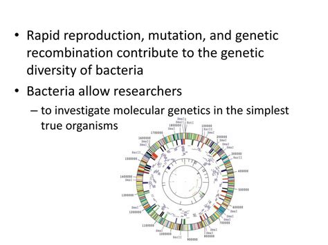 Ppt Bacterial Genome And Variations Powerpoint Presentation Free